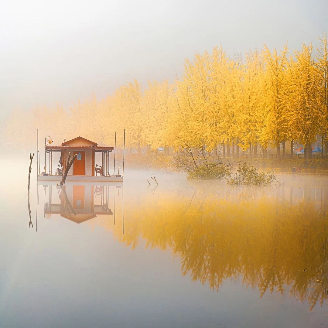 史铁生《合欢树》